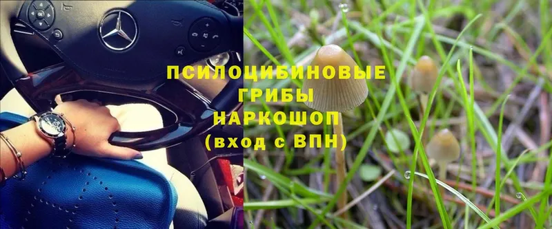 Галлюциногенные грибы MAGIC MUSHROOMS  Чкаловск 